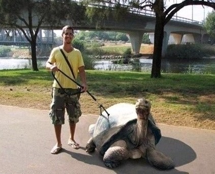 Funny Giant Tortoise Walking With Man