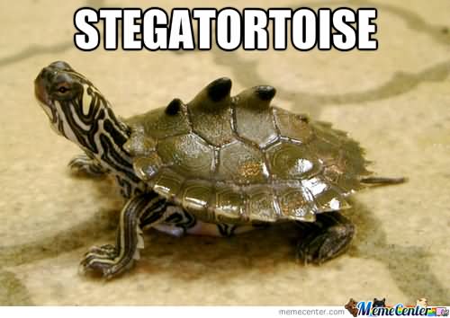 Funny Metal Tortoise Picture