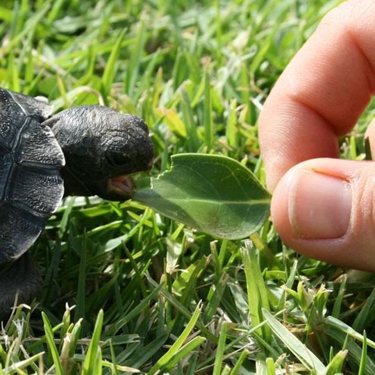 Funny Small Tortoise Eating Leaf