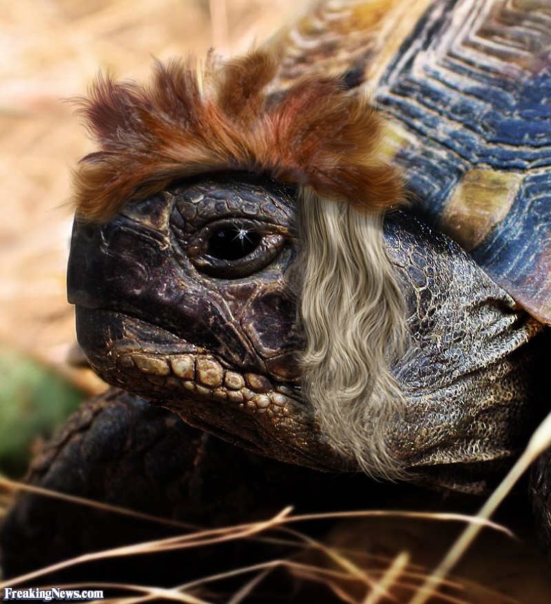 Funny The Tortoise and the Hair