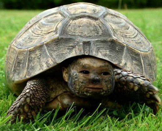 Funny Tortoise Baby Face Graphic Picture