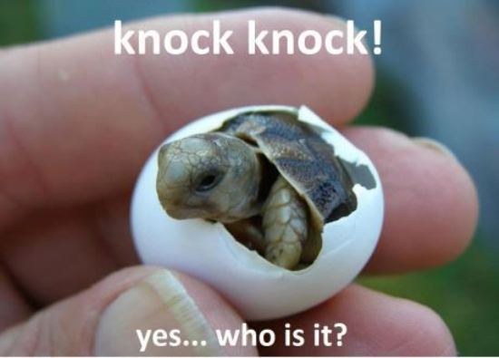 Funny Tortoise Baby Kid Rising From Egg