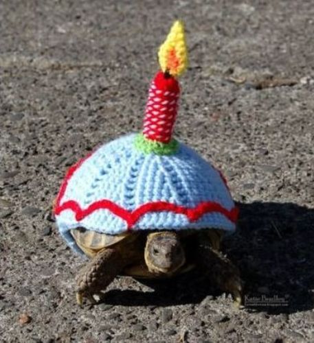 Funny Tortoise Birthday Candle