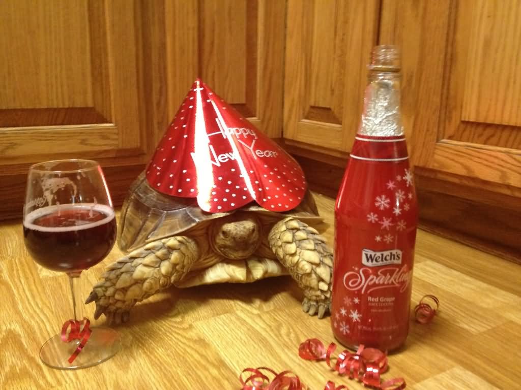 Funny Tortoise Celebrating New Year