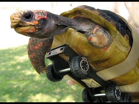Funny Tortoise Chasing Toy Truck