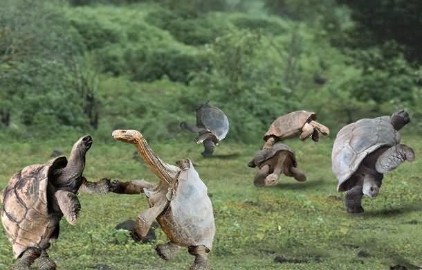 Funny Tortoise Dancing  Picture