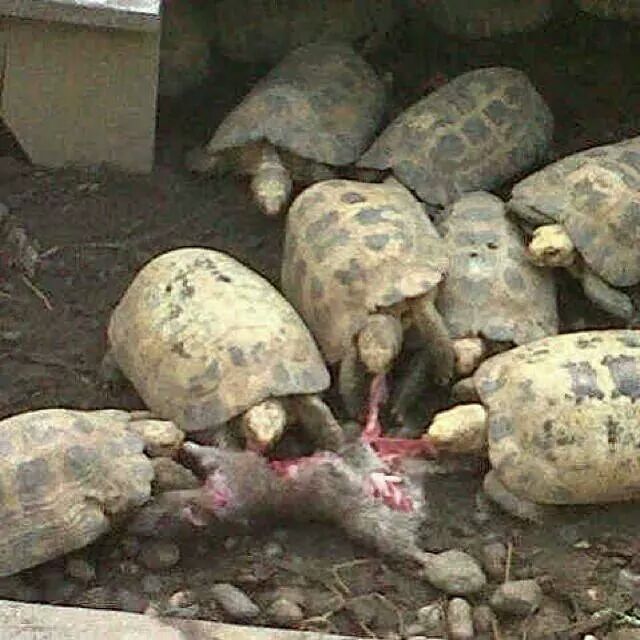 Funny Tortoise Eating Animal