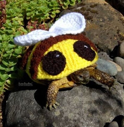 Funny Tortoise In Bumblebee Picture