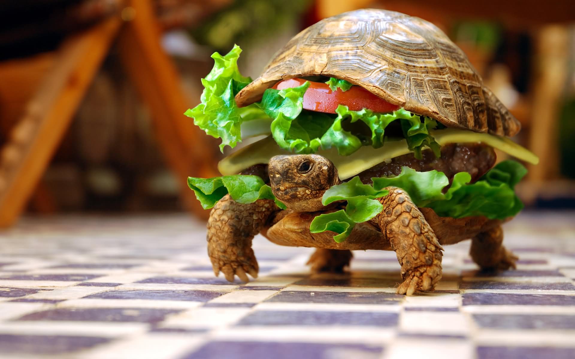 Funny Tortoise In Sandwich Shape