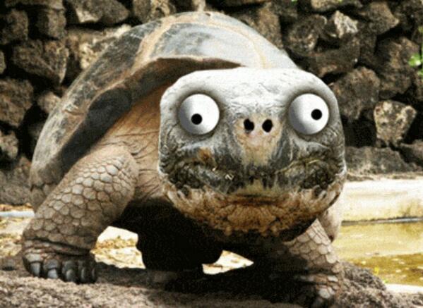 Funny Tortoise Shocking Face