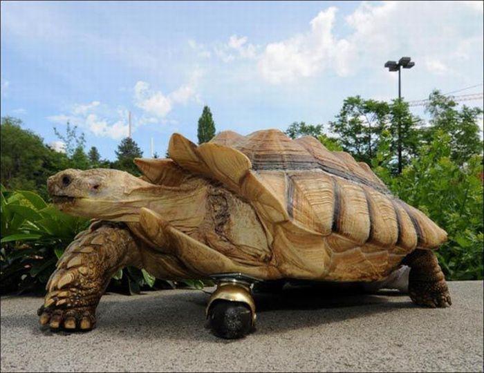 Funny Tortoise With Wheels