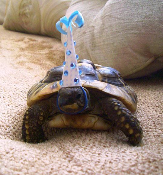 Funny Tortoise With Birthday Hat