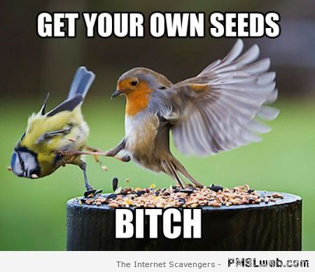 Get Your Own Seeds Bitch Funny Bird Meme
