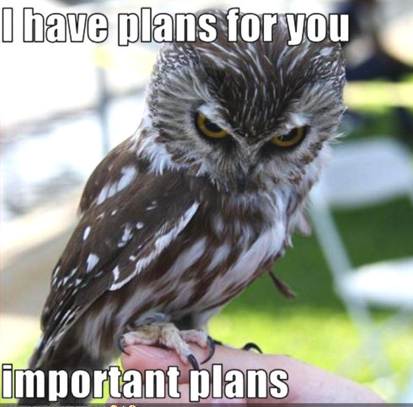 I Have Plans For You Funny Bird Meme