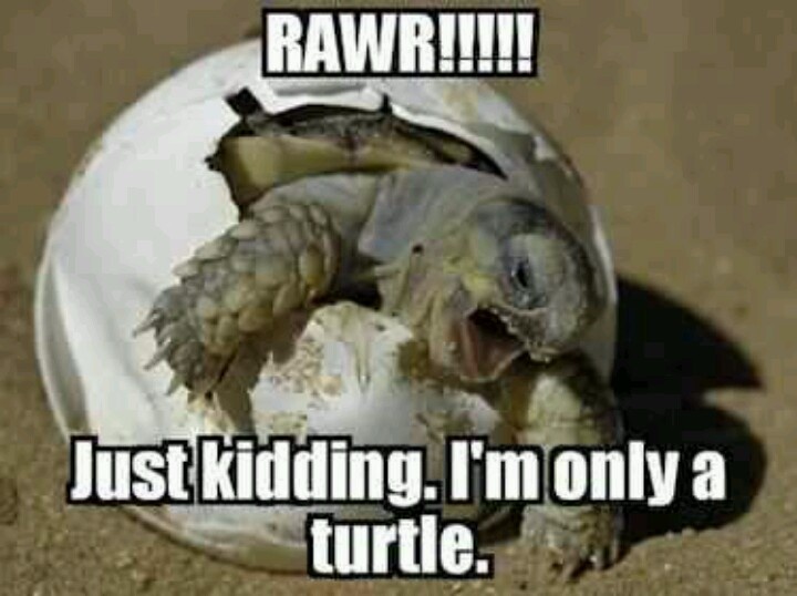 Just Kidding I Am Only A Turtle Funny Tortoise Meme