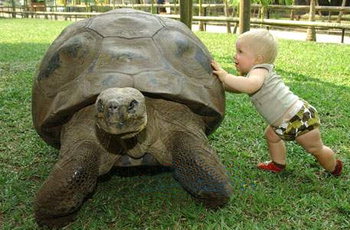 Kid Playing With Giant Tortoise