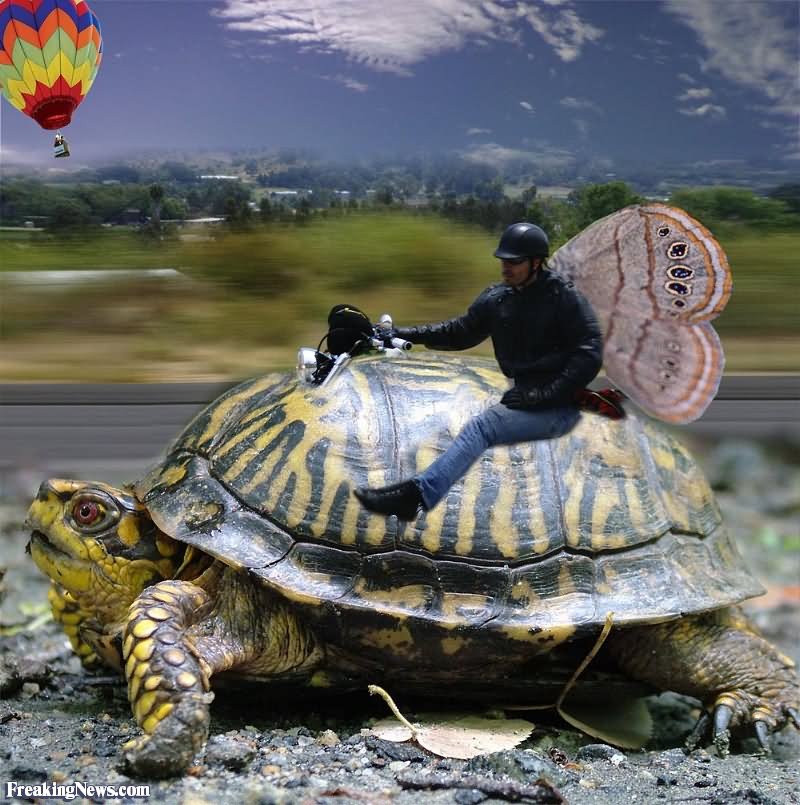 Man Riding Funny Giant Tortoise Funny Image