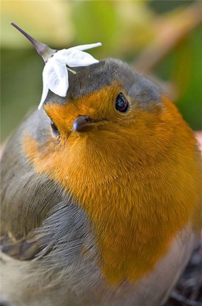 My Lovely Hat Funny Bird