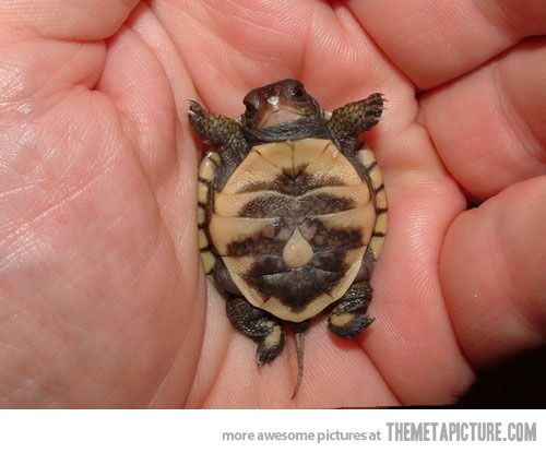 Newborn Funny Tortoise In Hand