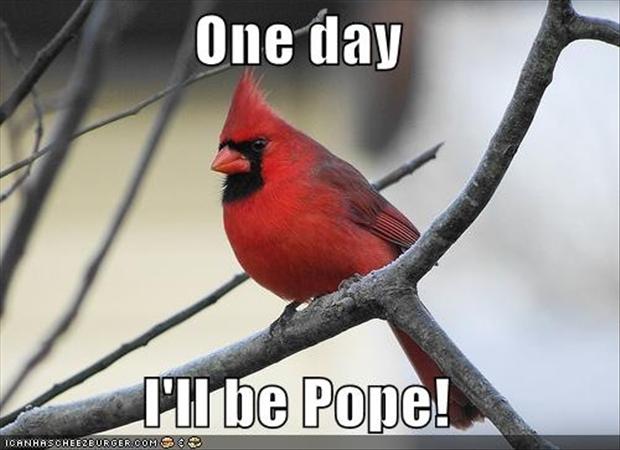 One Day I Will Be Pope Funny Bird