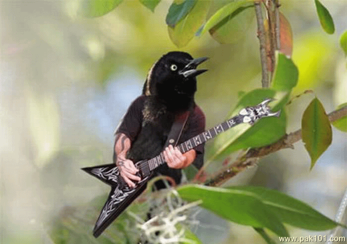 Playing Guitar And Sing Song Funny Bird