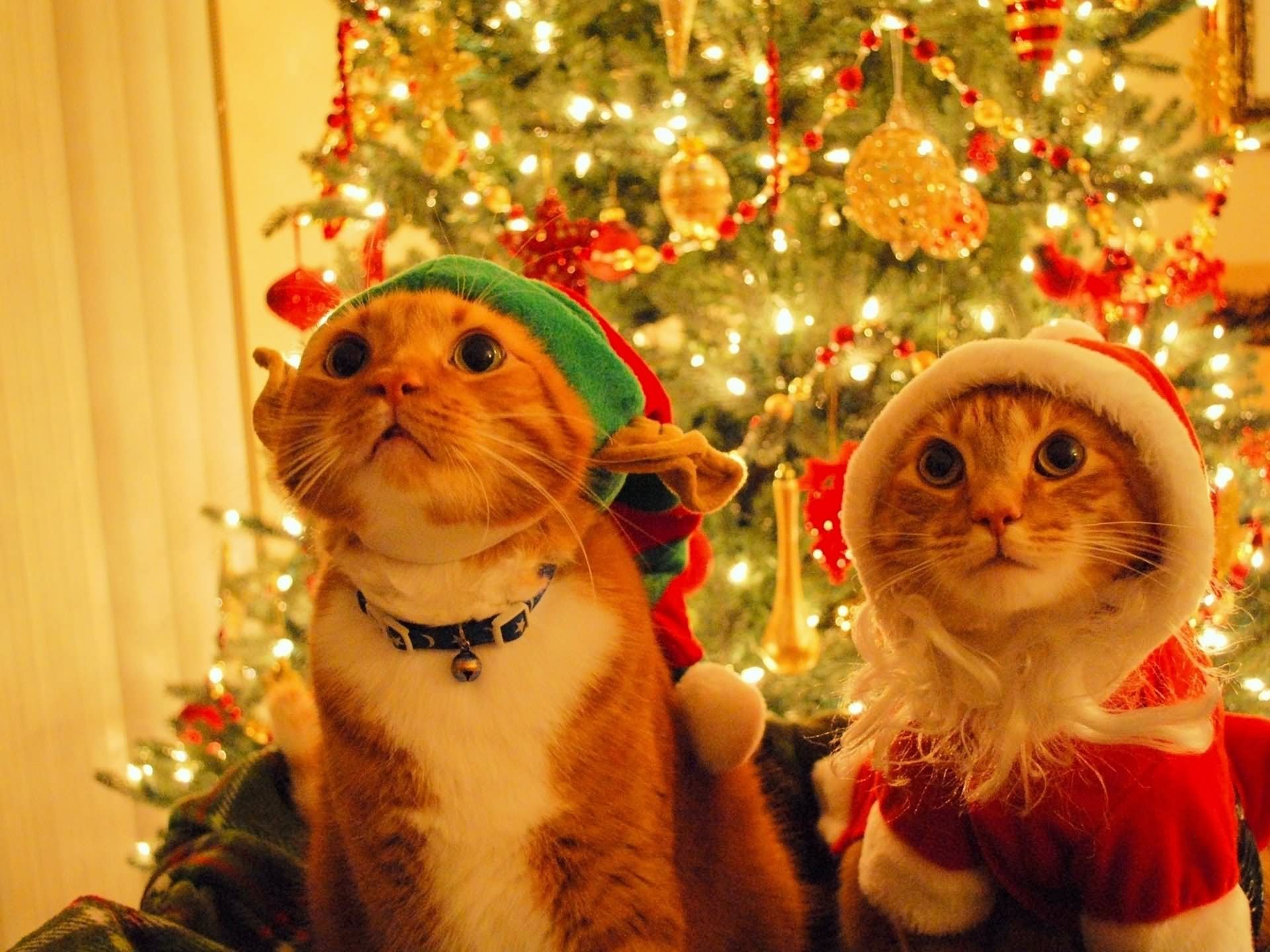 Santa Cats Funny Christmas Picture