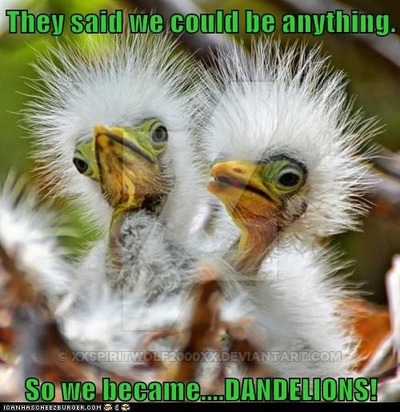 So We Became Dandelions Funny Bird Meme