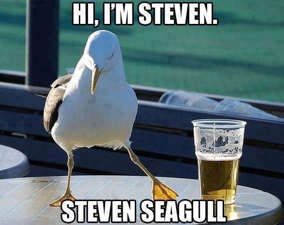 Steven Seagull Funny Bird Meme