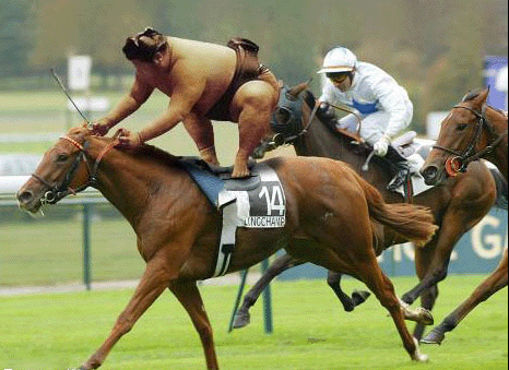 Sumo On Horse Funny Sport