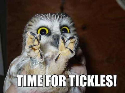 Time For Tickles Funny Bird Caption