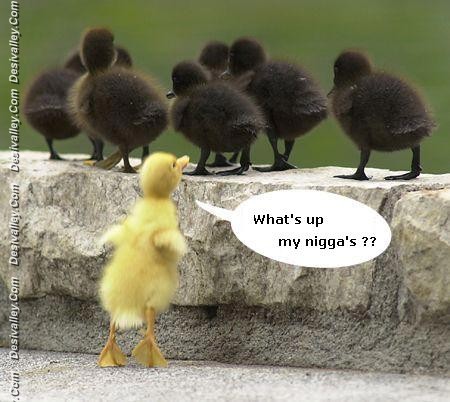 Whats Up My Niggas Funny Birds