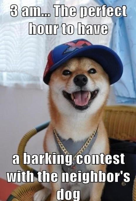 A Barking contest With The Neighbor’s Dog Funny Dog Meme