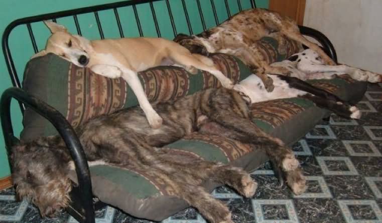 A Bunch Of Sleeping Dogs On Sofa Funny Animal