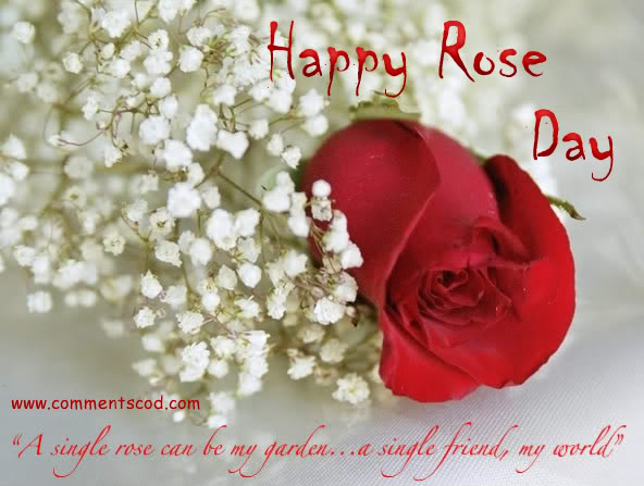 A Single Rose Can Be My Garden A Single Friend My World Happy Rose Day