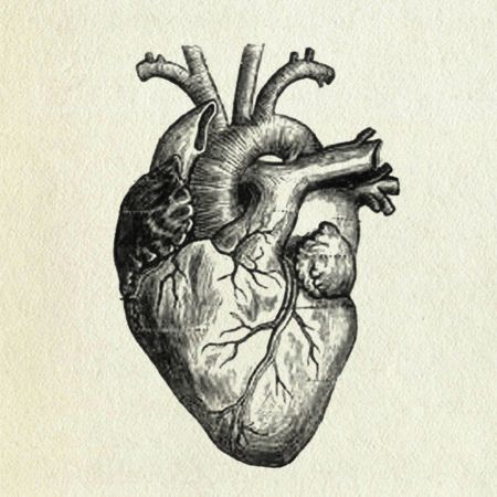 Anatomical Human Heart Tattoo Design