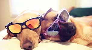 Animal Dogs In Funny Sun Glasses Sleeping Picture