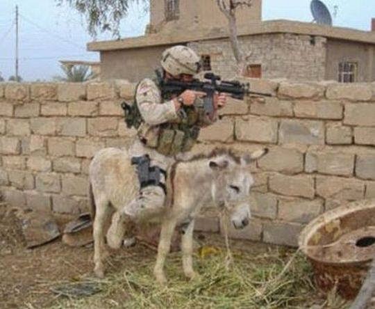 Army Shooting Gun On Donkey Very Funny Picture