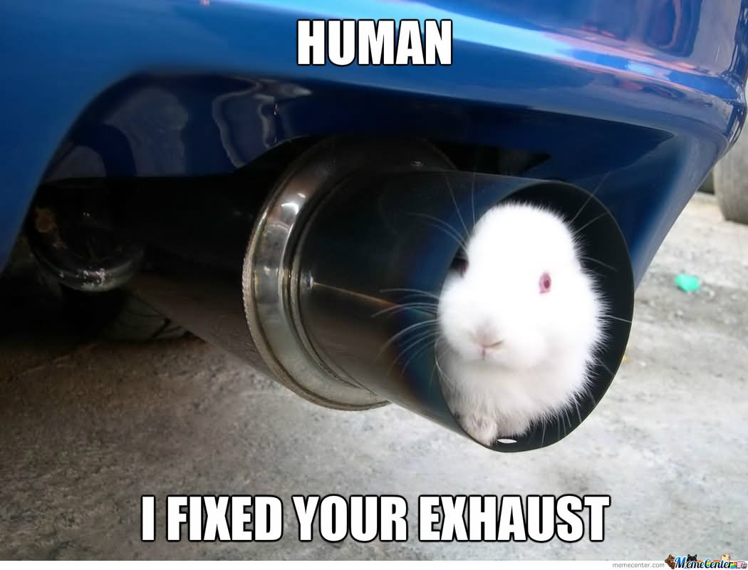 Baby Funny Bunny In Car Exhaust