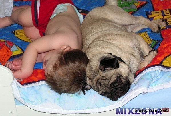 Baby Funny Sleeping With Pug Dog