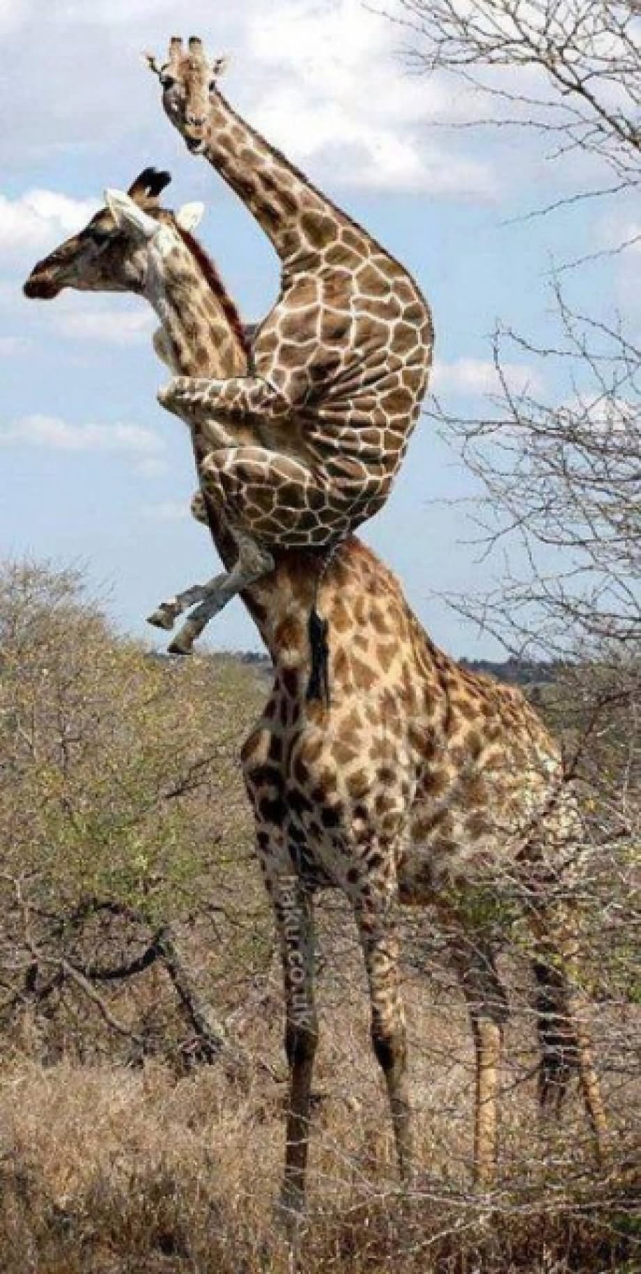 Baby Giraffe On Mothers Back Funny Picture