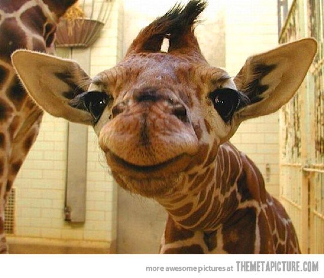 Baby Giraffe Smiley Face Funny Image