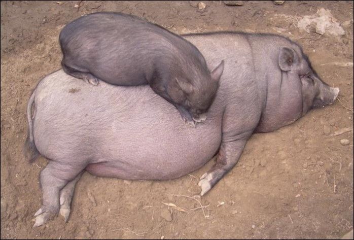 Baby Pig Funny Sleeping On His Mother Body