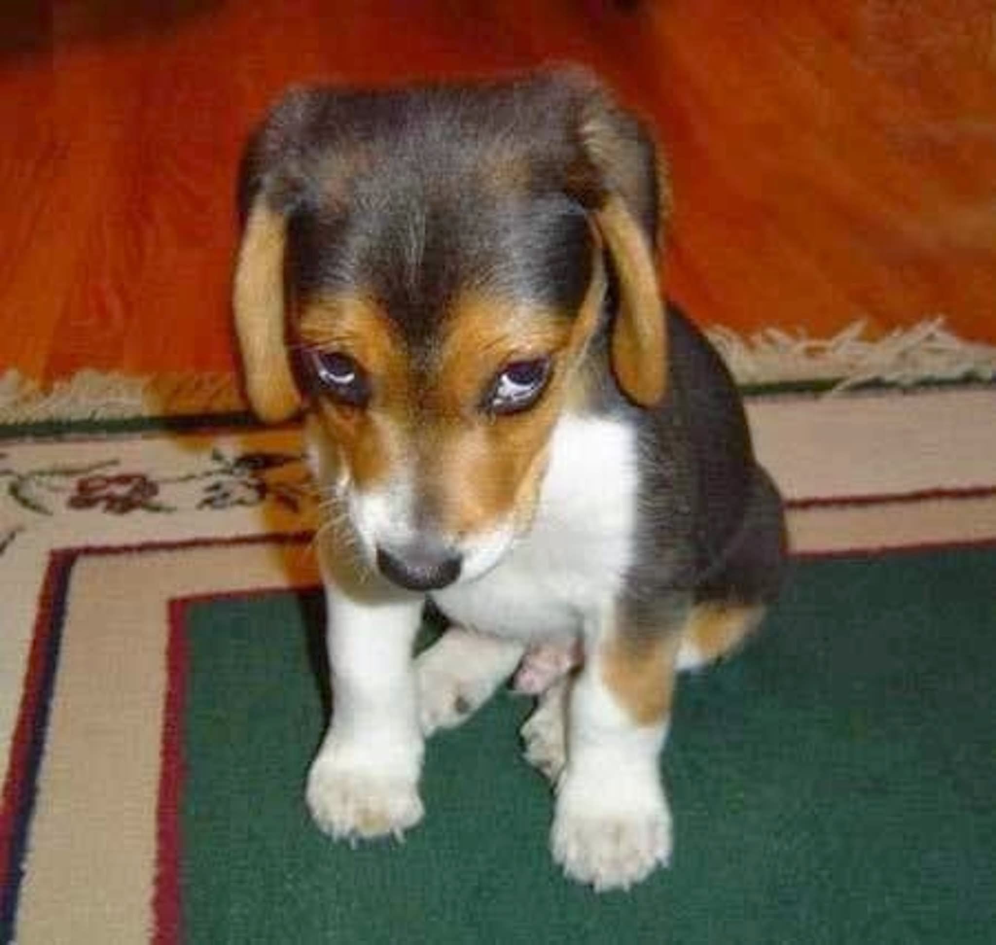 Beagle Dog Funny Pet Attitude