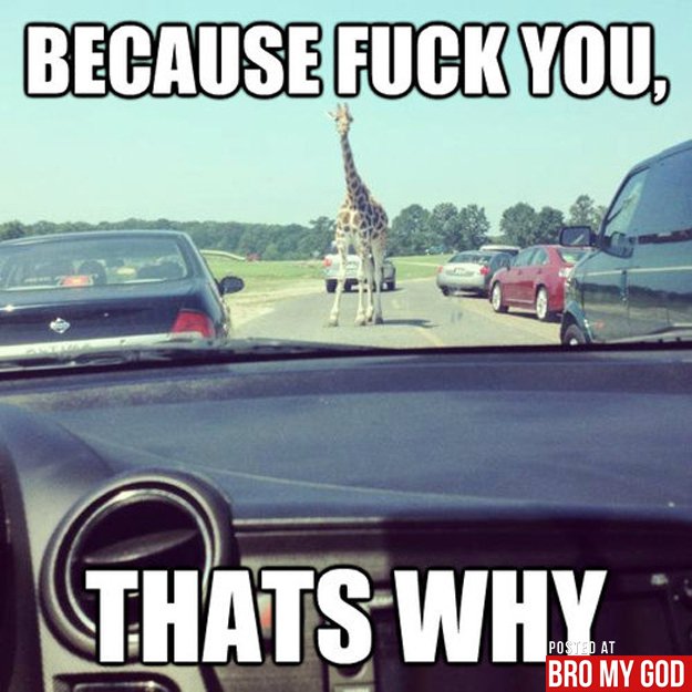 Because Fuck You Thats Why Funny Giraffe Meme