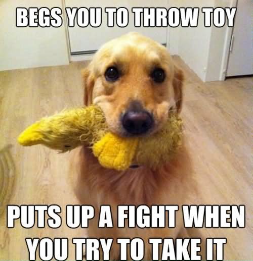 Begs You To Throw Toy Funny Dog Meme