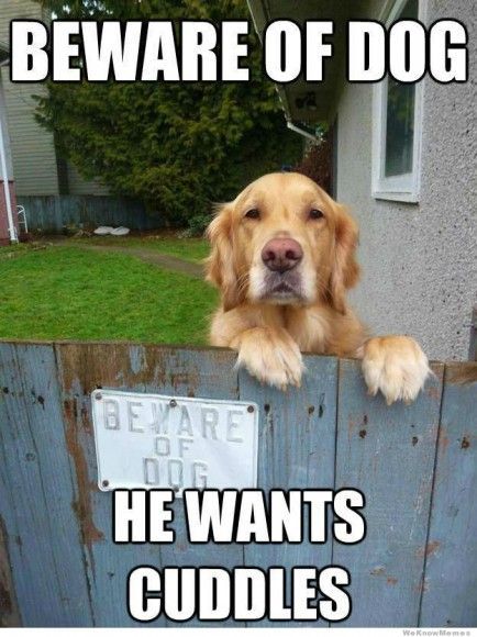 Beware Of Dog He Wants Cuddles Funny Dog Meme