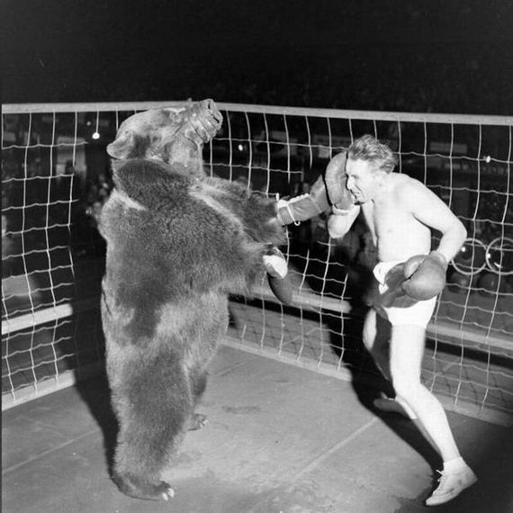 Boxer Fighting With Polar Bear Funny Image