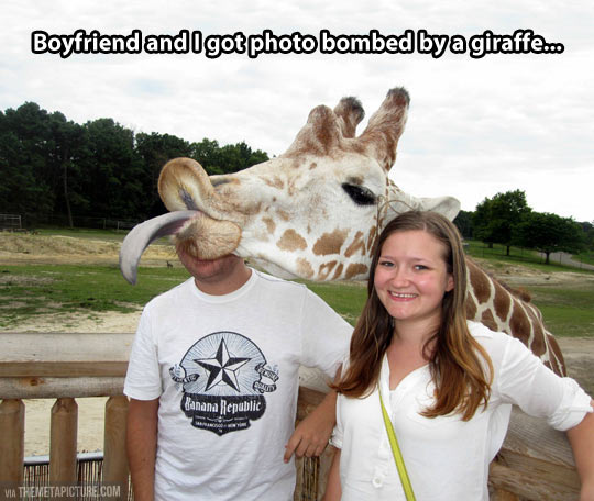 Boyfriend And I Got Photo Bombed By A Giraffe Funny Meme