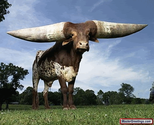 Bull With Big Horns Funny Nature