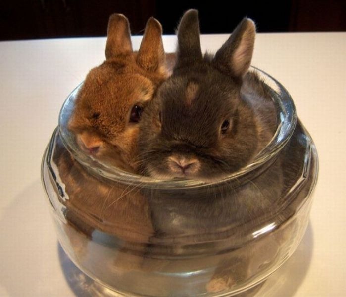 Bunnies In Glass Jar Funny Image